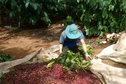 Giá nông sản ngày 28/2/2023: Cà phê và tiêu đồng loạt giảm