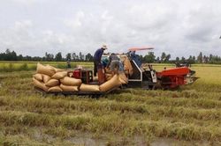 Giá lúa gạo hôm nay 28/2: Doanh nghiệp tăng gom, thị trường sôi động