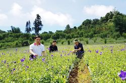 Phát triển cây dược liệu ở huyện Bắc Hà