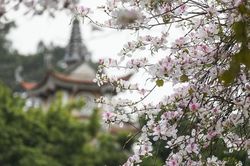 Sắc màu hoa ban bên ngôi chùa cổ ở Hà Nội