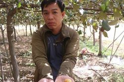 Nhiều nông dân trồng táo ở Ninh Thuận khóc ròng vì bụi
