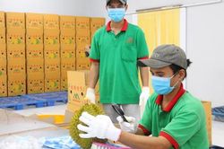 Việt Nam có thêm 230 mã số vùng trồng sầu riêng Trung Quốc cấp phép
