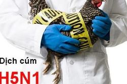 Bộ Y tế ra công điện 'khẩn' về phòng, chống cúm A(H5N1)
