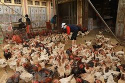 Những biểu hiện nghi mắc cúm H5N1 ở người và cách phòng chống
