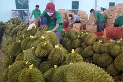 Thêm 230 mã số vùng trồng, cơ sở đóng gói sầu riêng được xuất khẩu chính ngạch vào Trung Quốc