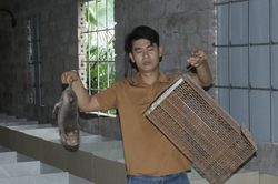 Bỏ phố cùng vợ về quê, 9X làm giàu bằng nuôi con thích 'gặm nhấm'