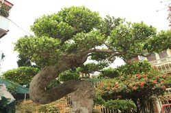 Chiêm ngưỡng 5 'cụ' duối tiền tỷ đẹp nhất trời Nam