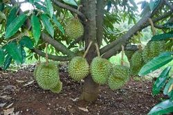 5 vấn đề khiến nhiều vườn trồng sầu riêng Việt Nam bị từ chối cấp mã