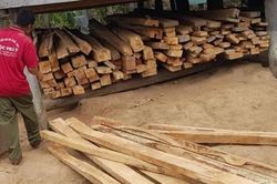 Thu hồi toàn bộ gỗ vi phạm trong vụ khai thác trái phép 149 cây gỗ
