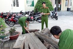 Phát hiện điểm nghi tập kết gỗ lậu quý hiếm ở biên giới