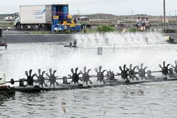 Bàn giải pháp phát triển ngành tôm năm 2023