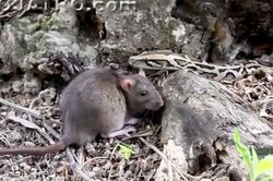 Clip: Những màn săn mồi chớp nhoáng của loài trăn