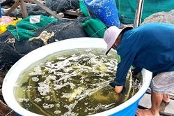 Giá cá lồng bè tăng, người nuôi phấn khởi