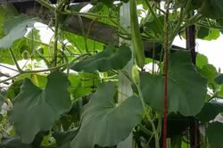 Nhớ mùa bầu trổ quả, bát canh mát lịm trưa hè