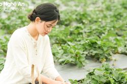 9X Nghệ An đánh liều đưa loại quả 'quý tộc' trồng ở bãi bồi sông Lam