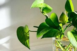 Muốn có giấc ngủ sâu, nên đặt những loại cây này trong phòng ngủ