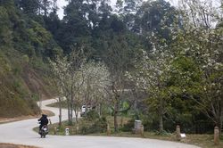 Đến Tuyên Quang, ngắm con đường hoa lê dài nhất Việt Nam