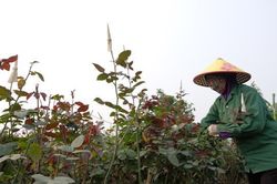 Thủ phủ hoa lớn nhất Hà Nội tất bật ngày cận lễ 8/3