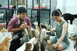 Người phụ nữ trẻ dành hết số tiền cưới thành lập trạm cứu hộ cho những chú mèo hoang
