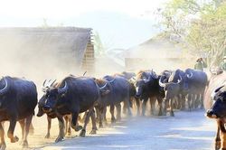 Đưa trâu rời xứ 'thần rừng'