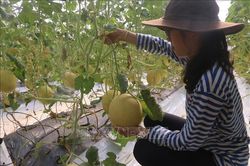 Ứng dụng công nghệ cao trong phát triển kinh tế trang trại