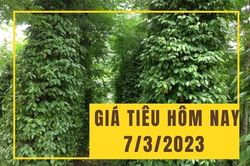 Giá tiêu hôm nay 7/3: Duy trì ổn định ở các vùng trọng điểm