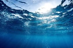 Vi khuẩn dưới nước sử dụng 'ăngten' để thu năng lượng Mặt Trời