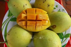 Xoài cát Chu có giá cao, người trồng lãi lớn