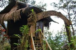 Lạ lùng nhà tổ chim trên cây cổ thụ của người Mông ở Lai Châu