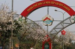 Sơn La: Lễ hội 'Mùa hoa ban 2023' sẽ diễn ra từ ngày 11/3