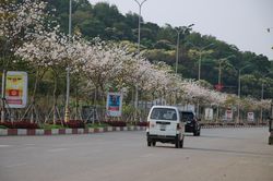 Phố núi Sơn La sẵn sàng cho Lễ hội Mùa hoa ban