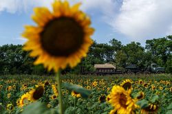 Ukraine tích cực xuất khẩu hạt hướng dương, xoa dịu thị trường dầu ăn