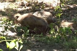 Clip: Trâu bị rồng Komodo sát hại