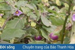 Ký ức tím hoa cà