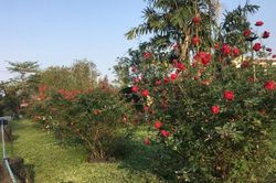 Đời sống Đời sống Sắc hồng Cố đô trên đỉnh đồi Quảng Tế