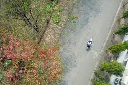 Con đường lá vàng nhìn từ trên cao