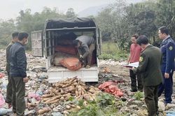 Văn Bàn: Tiêu hủy hơn 1.000 kg măng vầu tươi