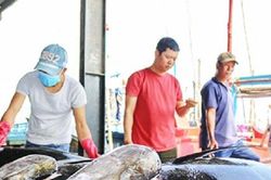 Khánh Hòa: Xuất khẩu cá ngừ gặp khó khăn khiến giá thu mua giảm