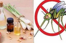 10 cách đuổi muỗi ra khỏi nhà vĩnh viễn, nhanh gọn đơn giản, không con nào dám vo ve