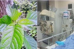 Suy gan, tổn thương thận sau khi uống lá du mại chữa… táo bón