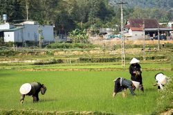 Nhịp sống Tuần Giáo