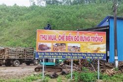 Bạn đọc Theo dấu thư bạn đọc 'Bát nháo' trạm cân gỗ keo tràm