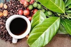 Cà phê - niềm cảm hứng sáng tạo và sự giao lưu đa văn hóa
