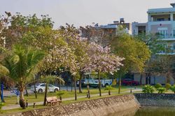 Đẹp ngỡ ngàng tuyến đường hoa ban ở TP Hải Dương