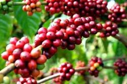 Giá cà phê hôm nay 12/3/2023: Giá cà phê chỉ biến động nhẹ trong tuần, bớt lo thiếu hụt nguồn cung, giới đầu cơ thận trọng