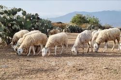 Tăng hiệu quả kinh tế từ mô hình chăn nuôi cừu