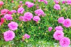 Hoa mười giờ