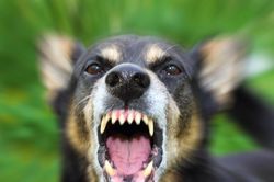 Người phụ nữ bị chó cắn rách kết mạc mắt, đứt lệ quản
