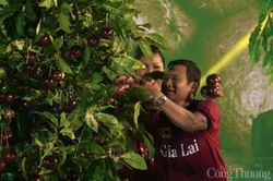 Nông dân 'đấu trí' về canh tác cà phê thông minh