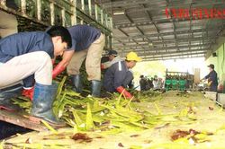 Lợi thế xuất khẩu cho doanh nghiệp chế biến sâu nông sản